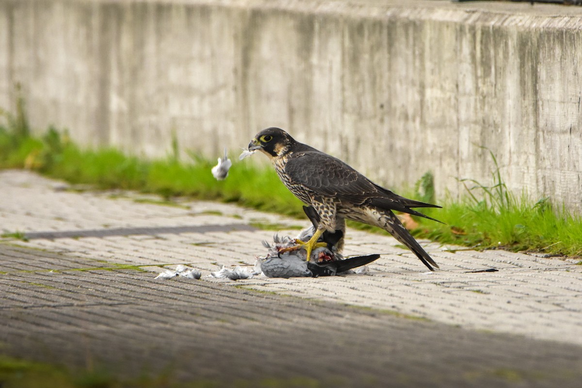Peregrine Falcon - ML645277654