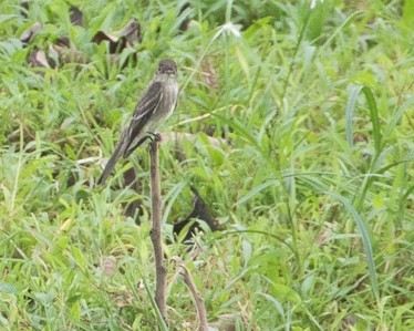 Northern Tropical Pewee - ML645277666