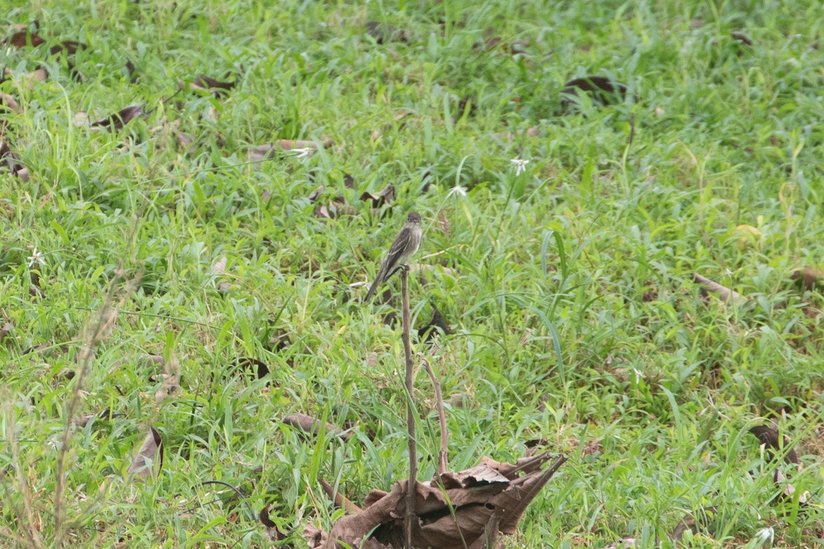 Northern Tropical Pewee - ML645277667