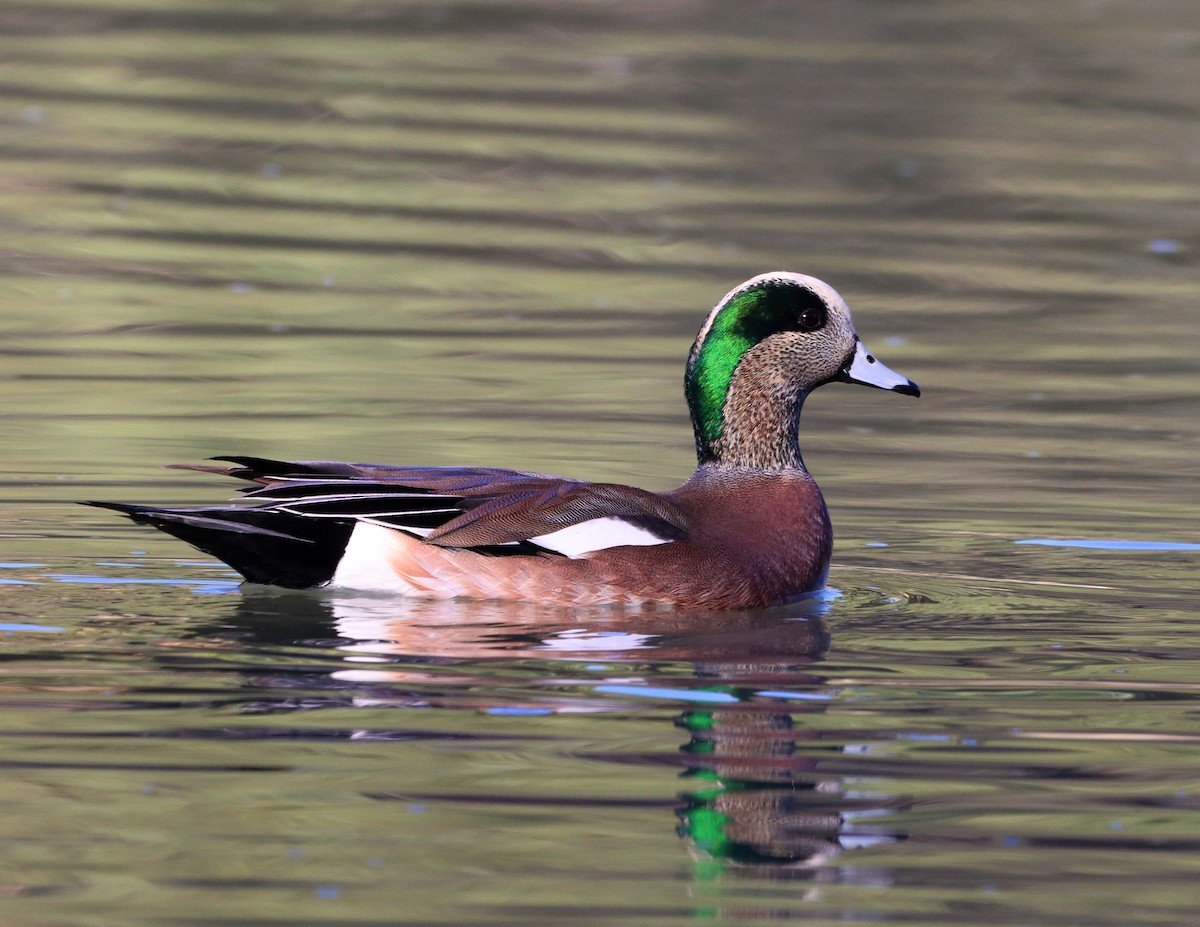 American Wigeon - ML645277675