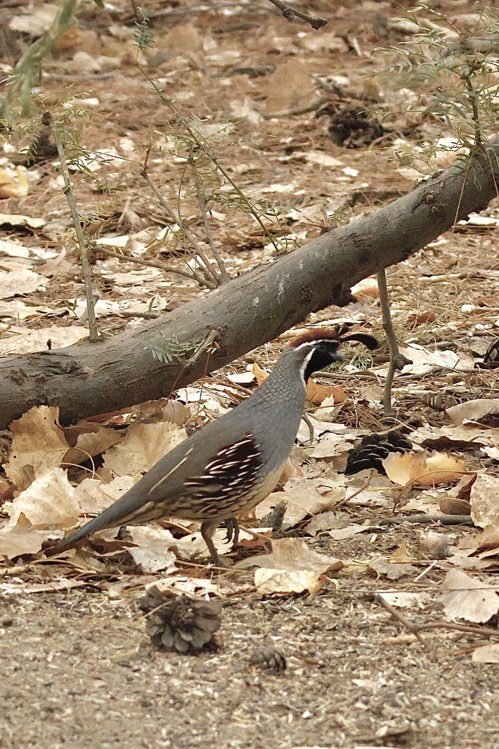 Gambel's Quail - ML645277680