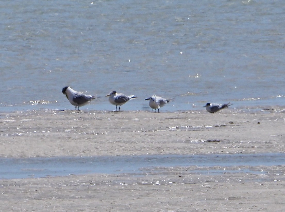 rybák obecný (ssp. hirundo/tibetana) - ML645277687
