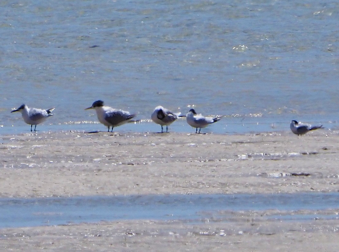 rybák obecný (ssp. hirundo/tibetana) - ML645277688