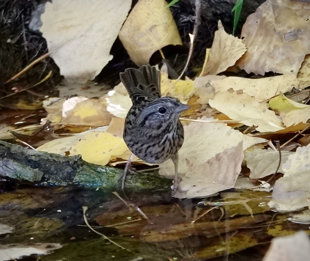 Lincoln's Sparrow - ML645277691