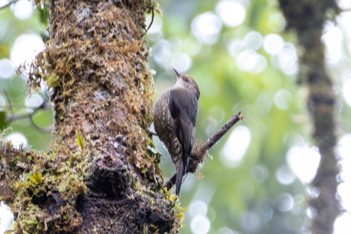 Papuan Treecreeper - ML645277694