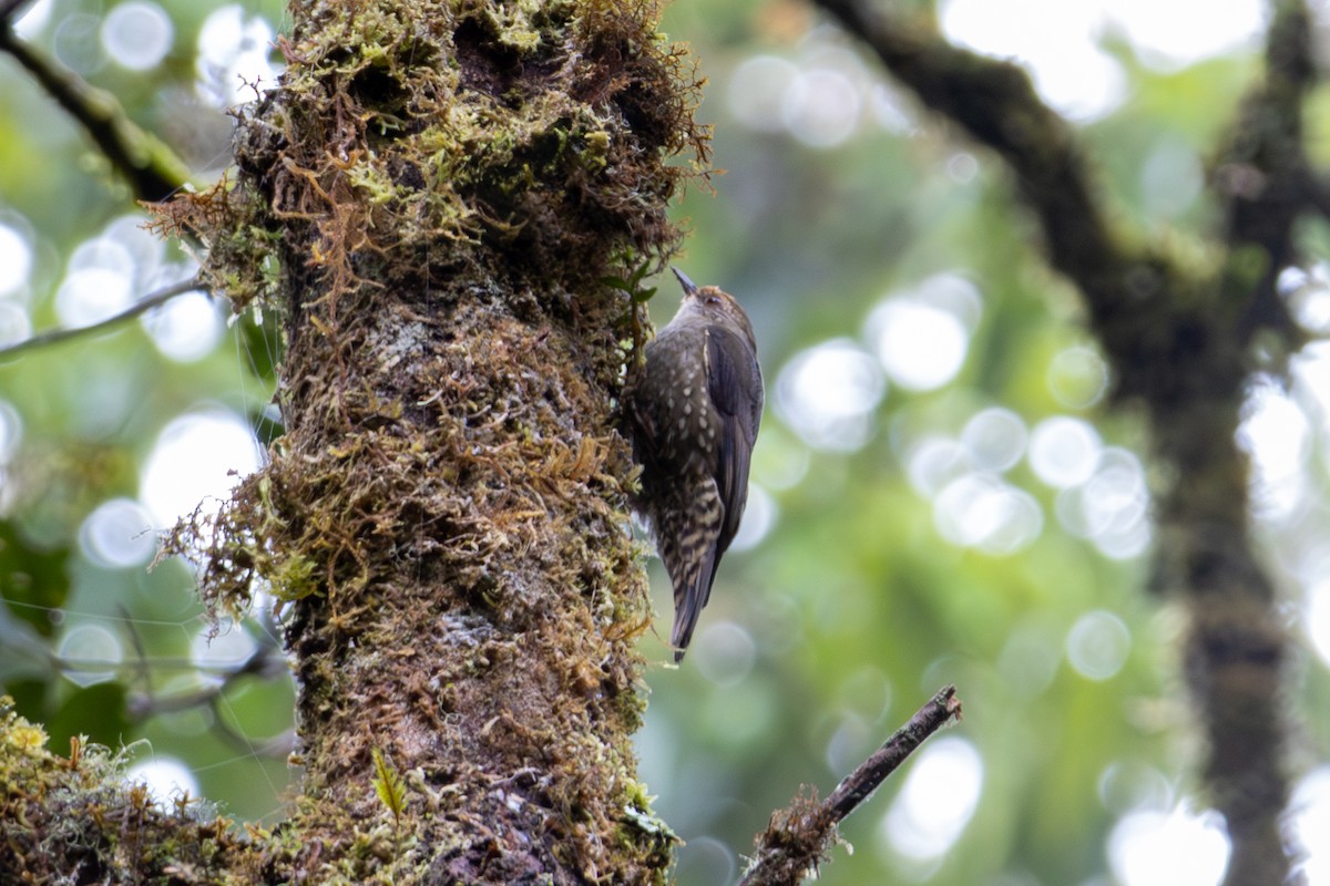 Papuan Treecreeper - ML645277695