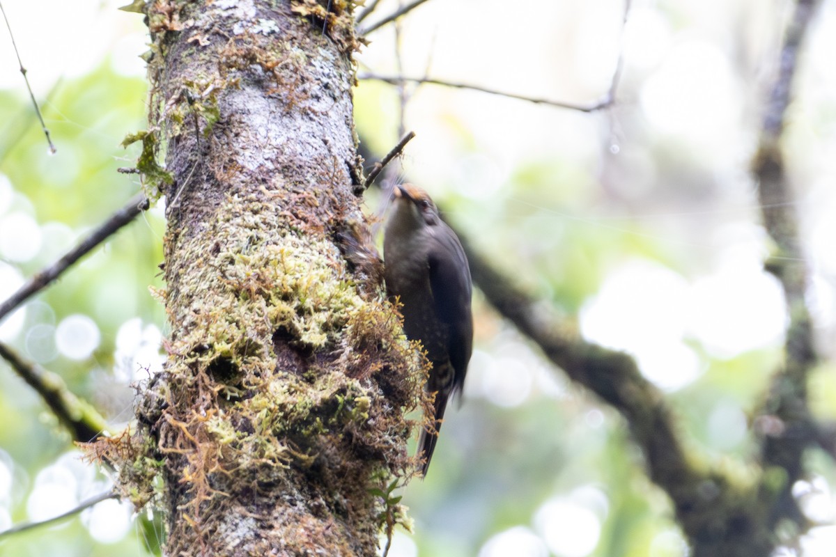 Papuan Treecreeper - ML645277696