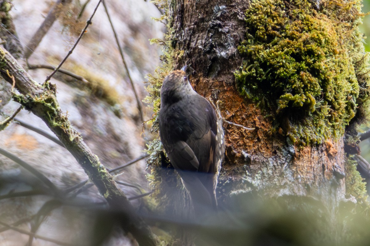 Papuan Treecreeper - ML645277697