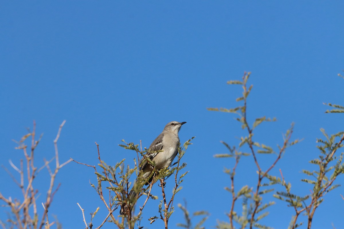Northern Mockingbird - ML645277713