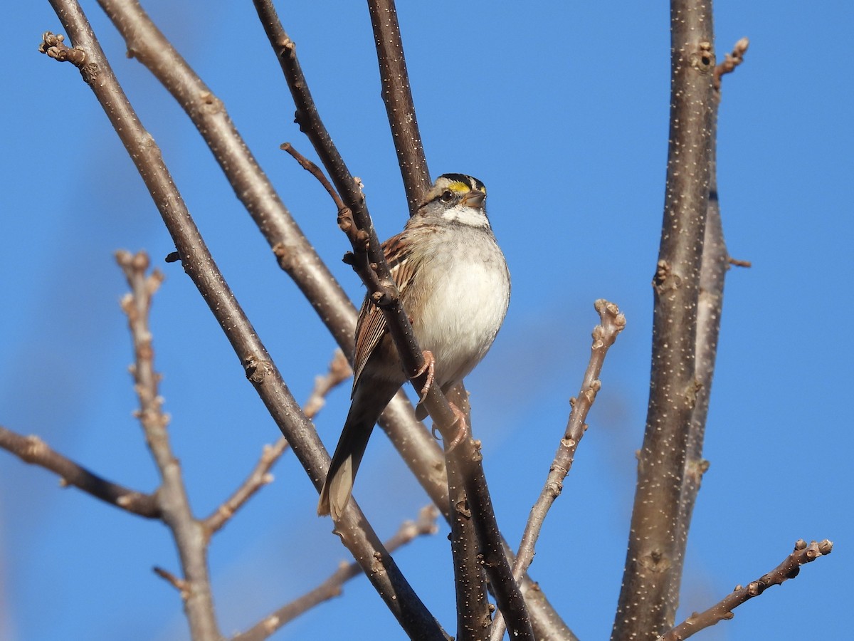 White-throated Sparrow - ML645277714