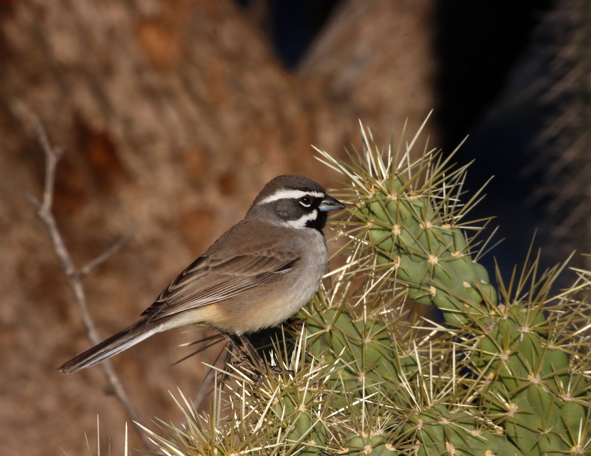 Black-throated Sparrow - ML645277731