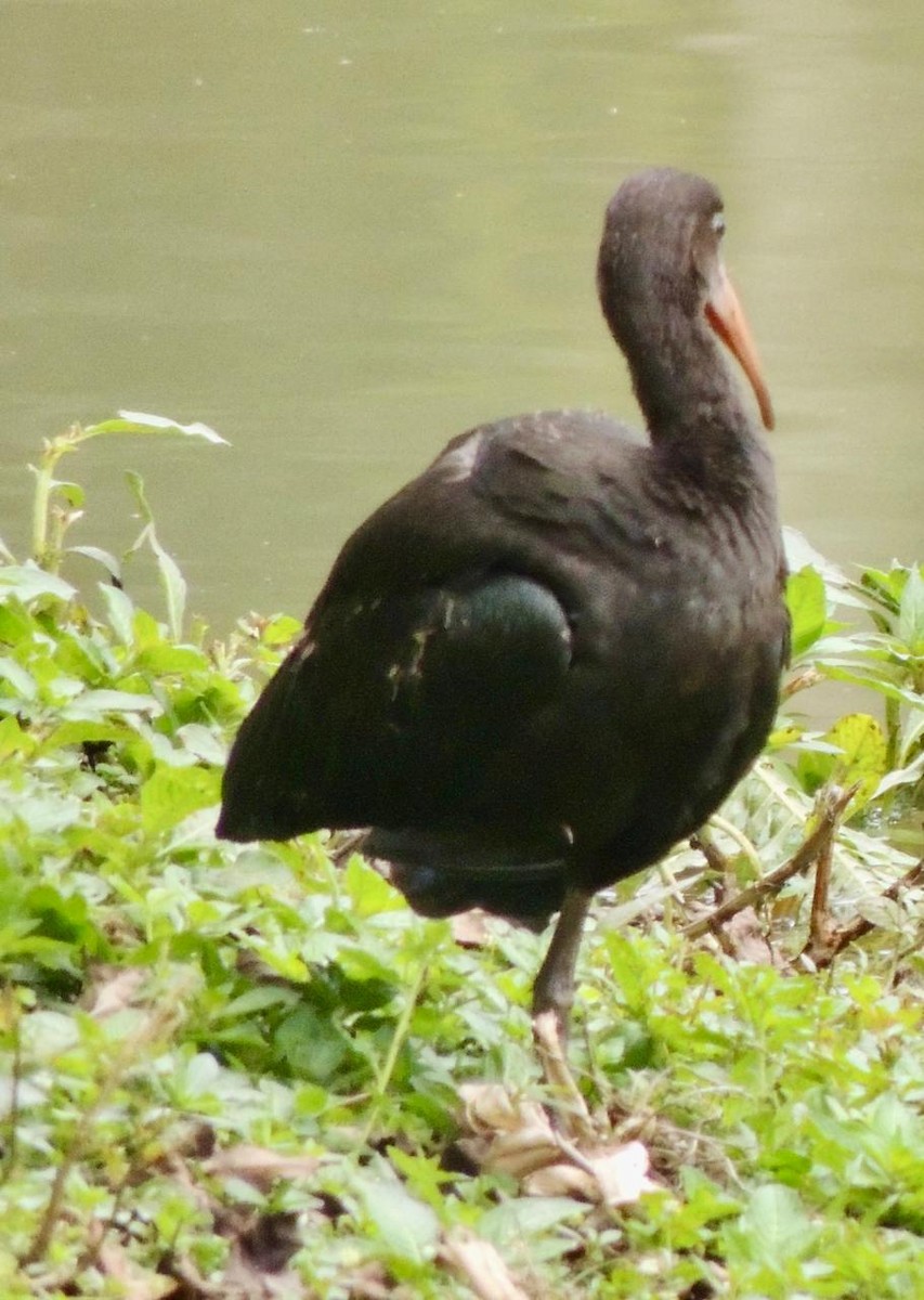 Bare-faced Ibis - ML645277741