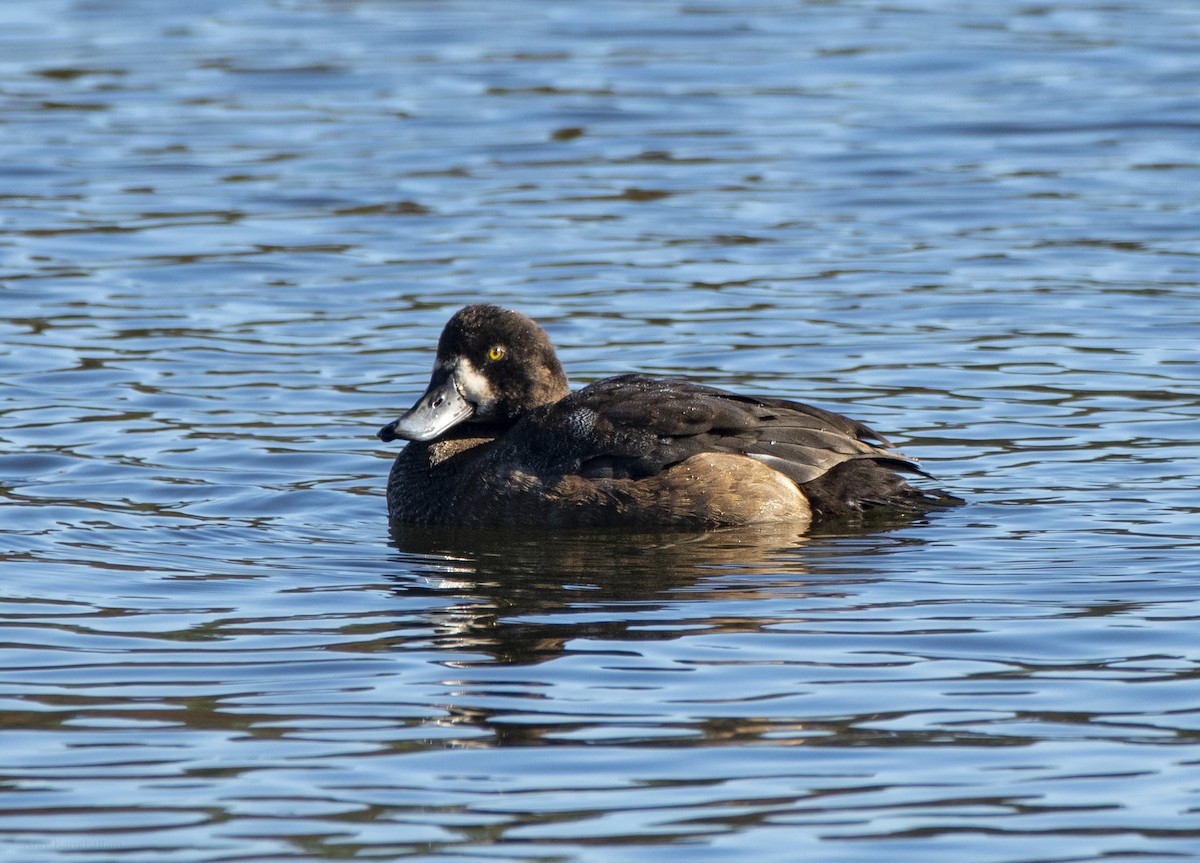 スズガモ - ML645277758