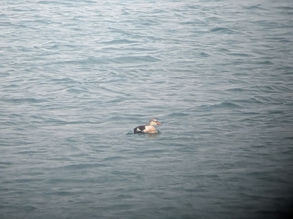 King Eider - ML645277769