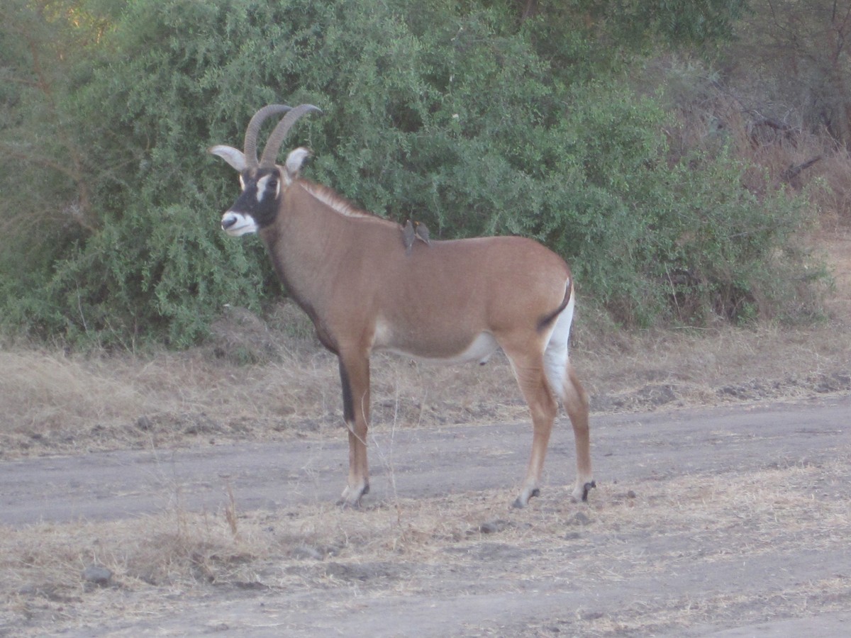 Yellow-billed Oxpecker - ML645277775