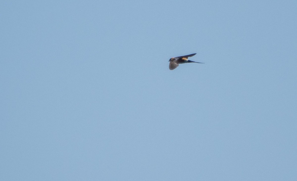 European Red-rumped Swallow - ML645277779