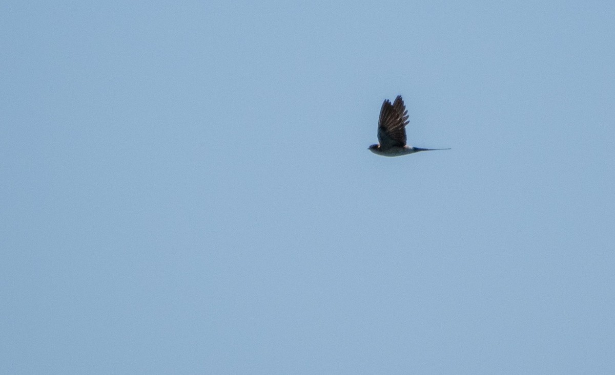 European Red-rumped Swallow - ML645277781