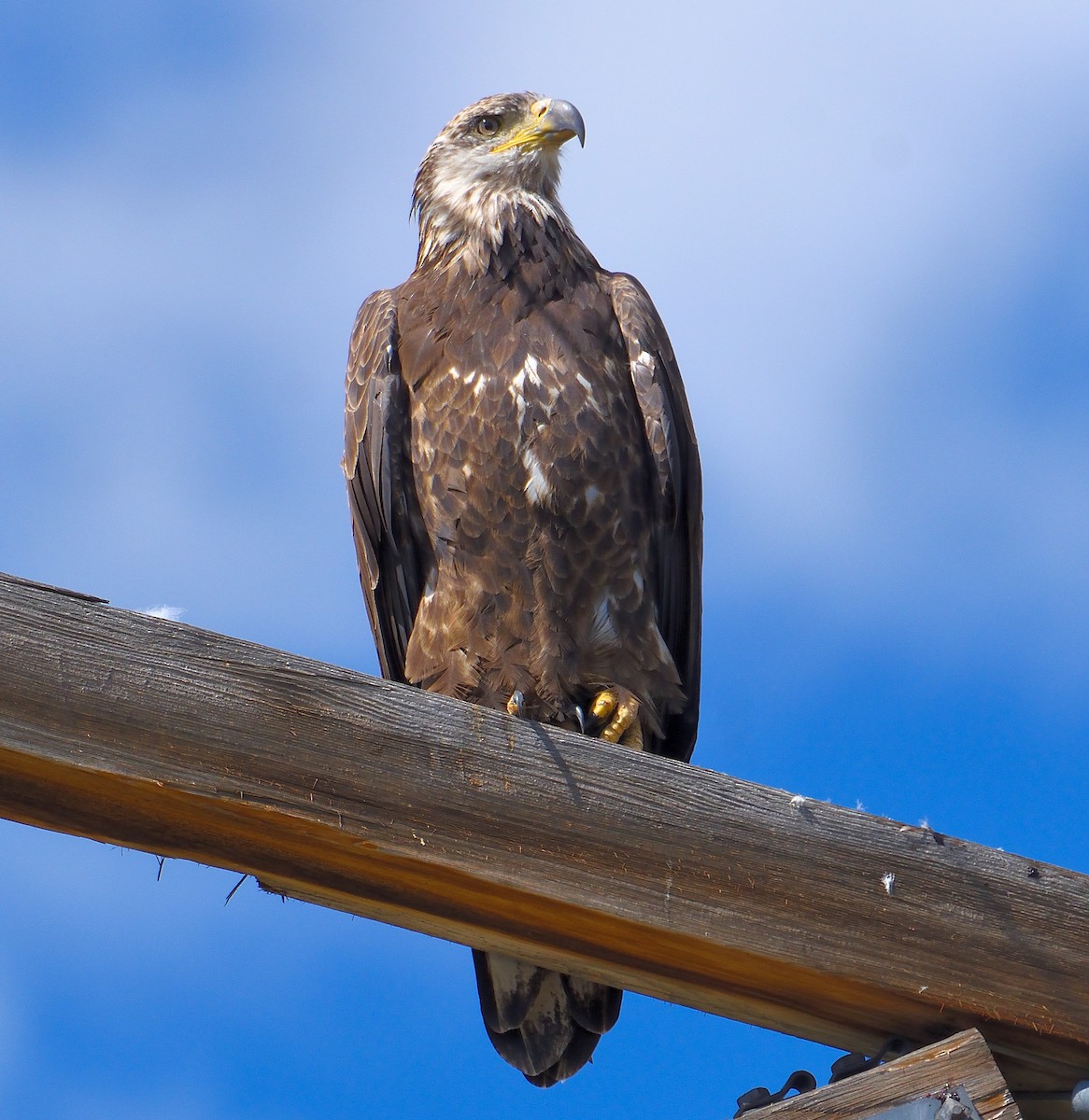 Bald Eagle - ML645277782