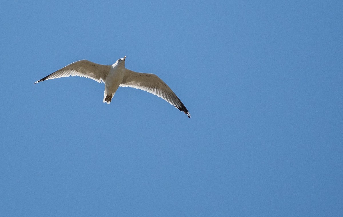 Mediterranean Gull - ML645277789