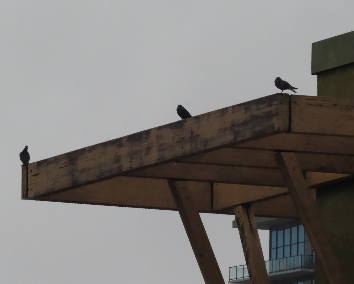 野鴿(野化) - ML645277791