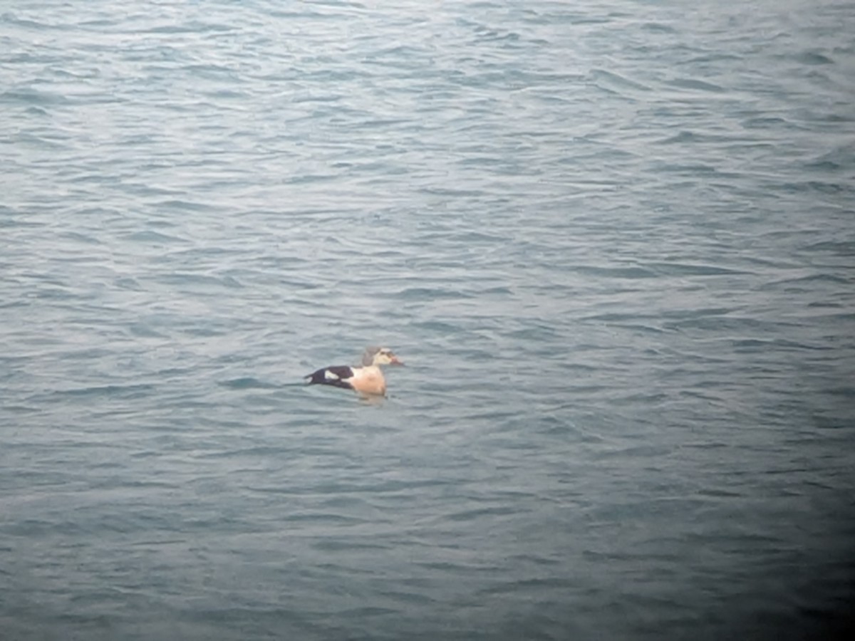 King Eider - ML645277796