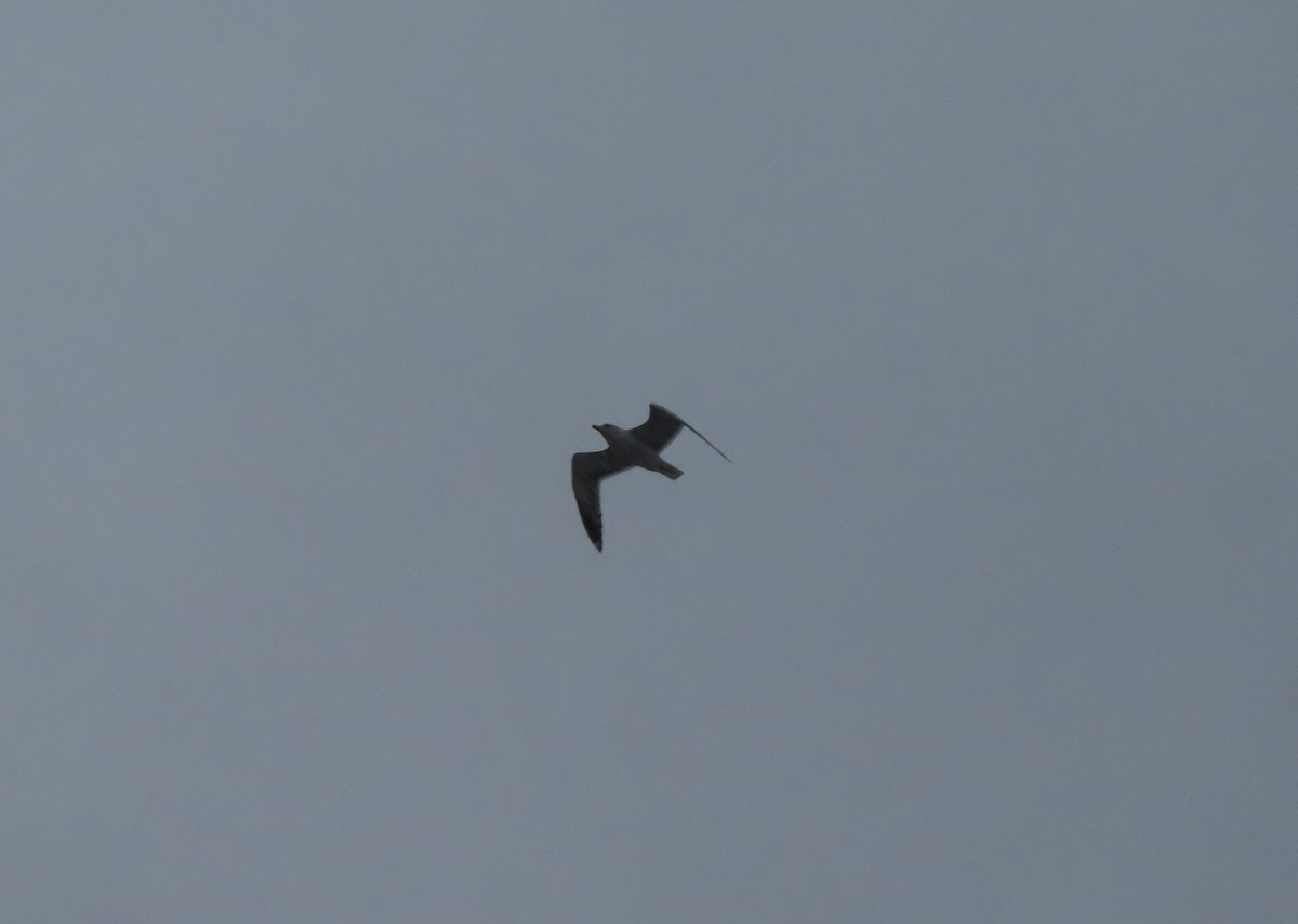 Western Gull - ML645277799