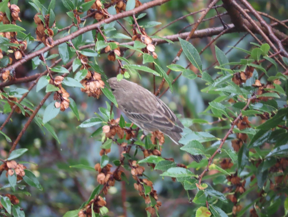 House Finch - ML645277810