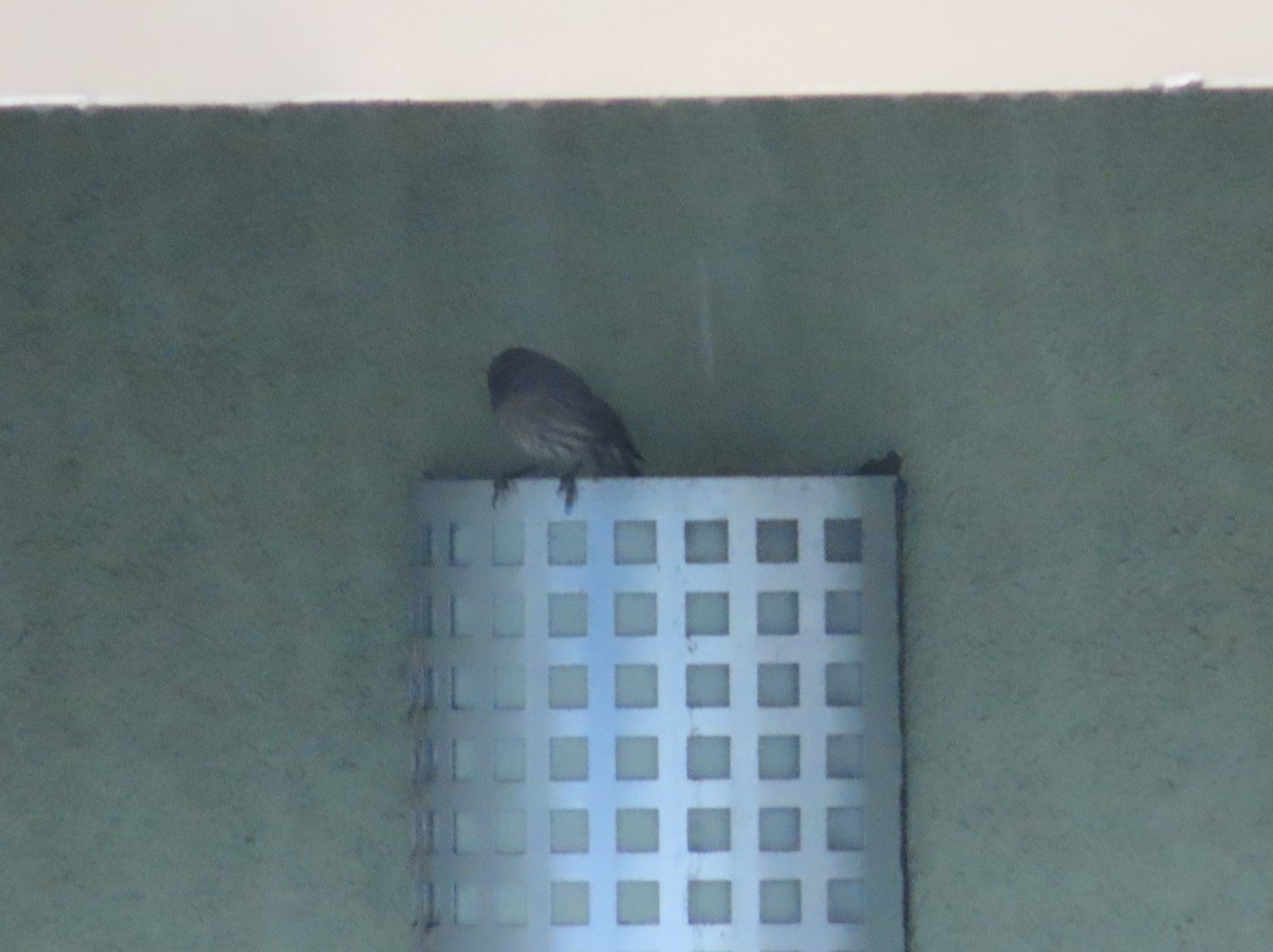 House Finch - ML645277823