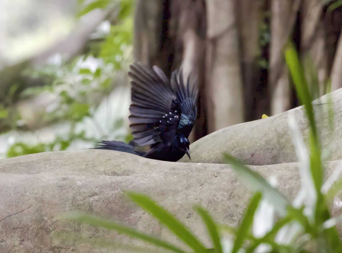 Hair-crested Drongo - ML645277824
