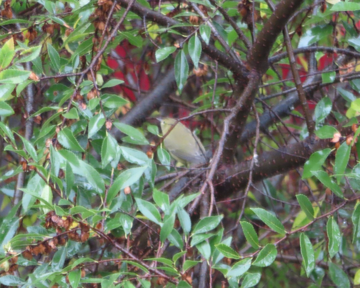 Orange-crowned Warbler - ML645277825