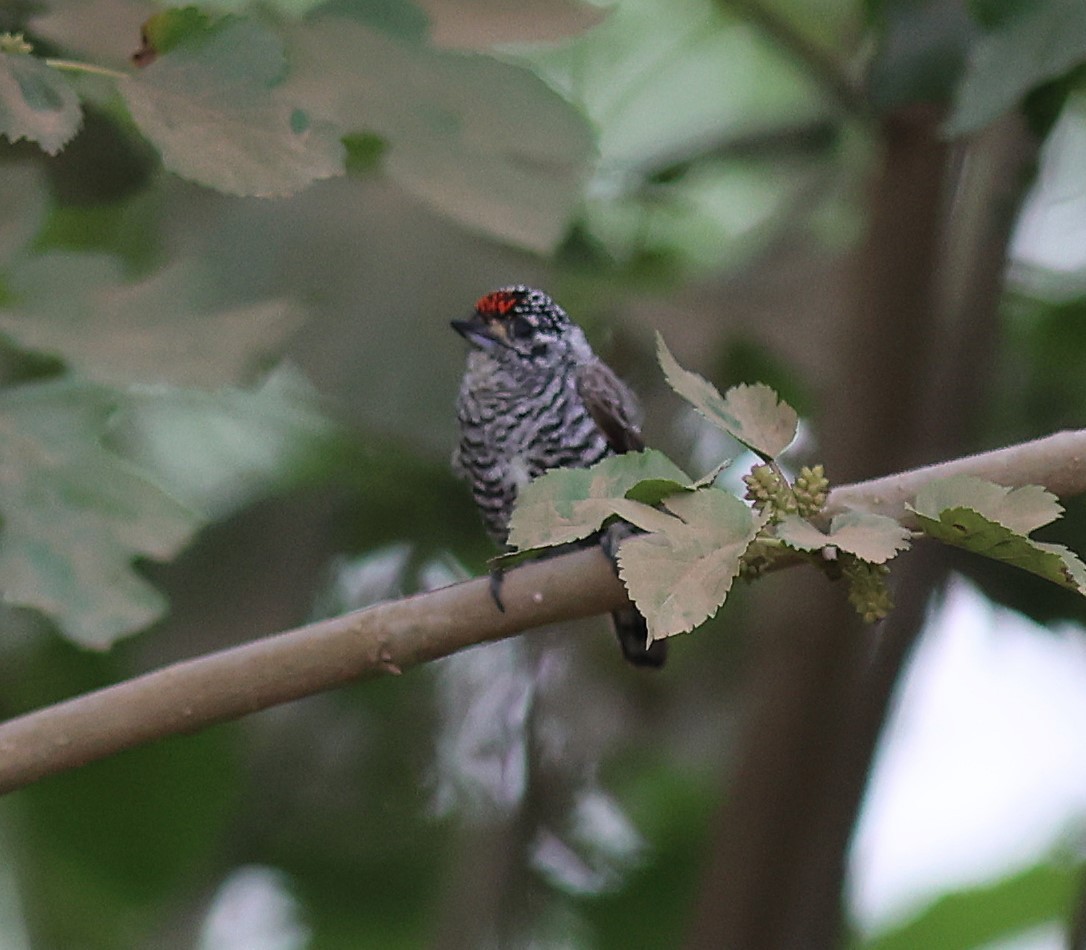 White-barred Piculet - ML645277828