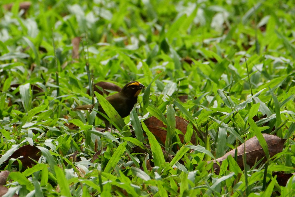 Yellow-faced Grassquit - ML645277859