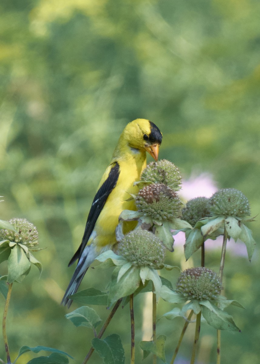 Altın İskete - ML645277866