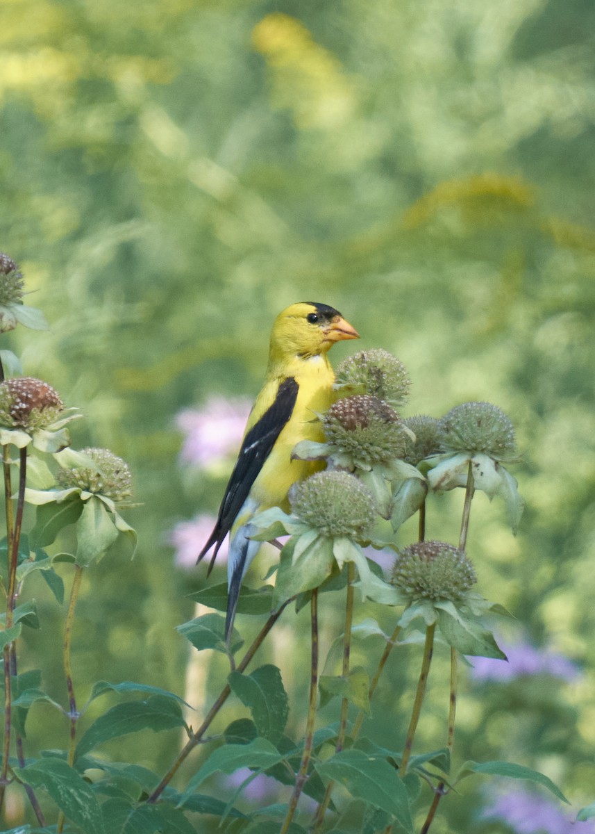 Altın İskete - ML645277867