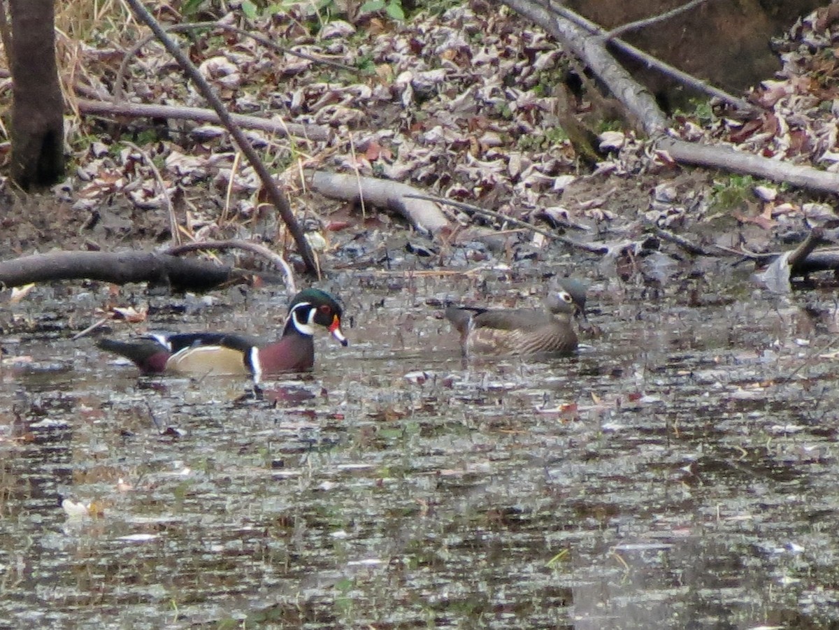 Ahate karolinarra - ML645277887