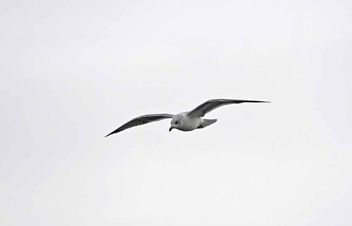 Ring-billed Gull - ML645277900