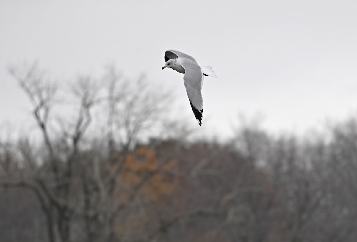 Ring-billed Gull - ML645277901
