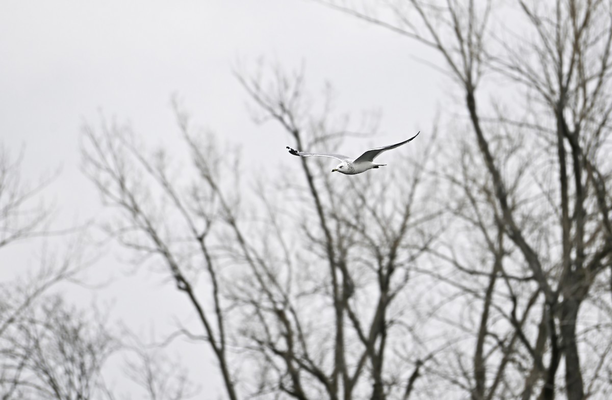 Ring-billed Gull - ML645277902