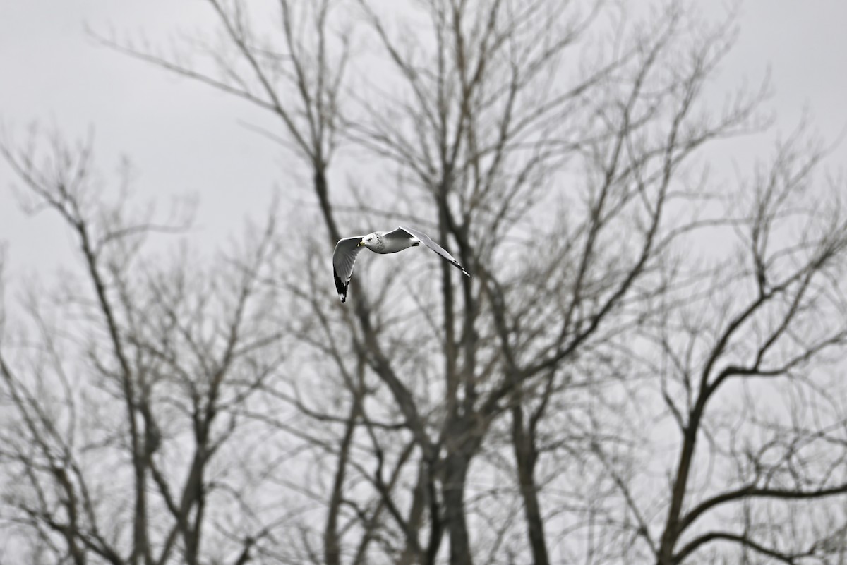 Ring-billed Gull - ML645277903