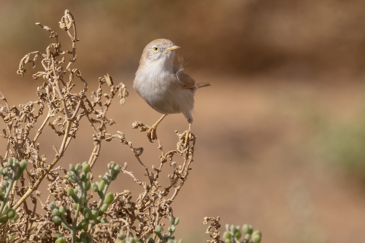 African Desert Warbler - ML645277905