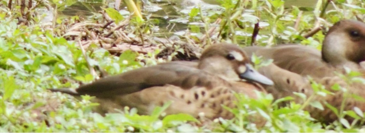 Brazilian Teal - ML645277924