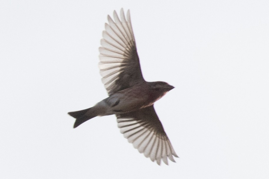 Camachuelo Purpúreo - ML645277925