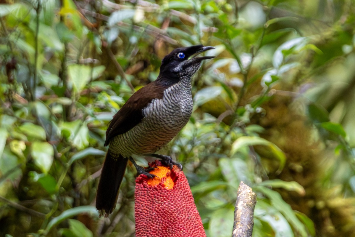 Western Parotia - ML645277930