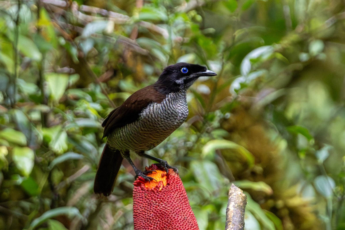 Western Parotia - ML645277931