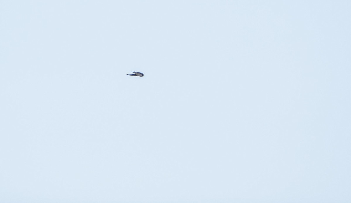 Береговушка - ML645277944