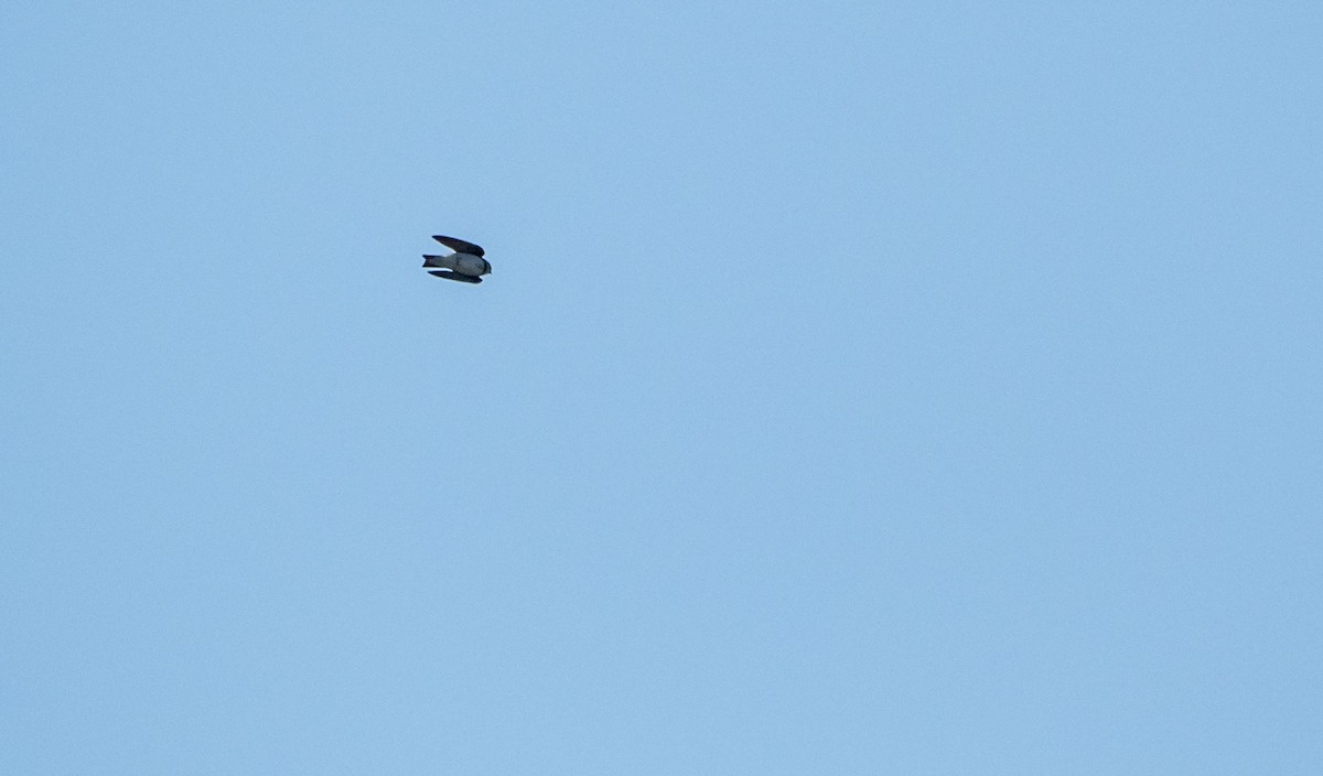 Береговушка - ML645277945