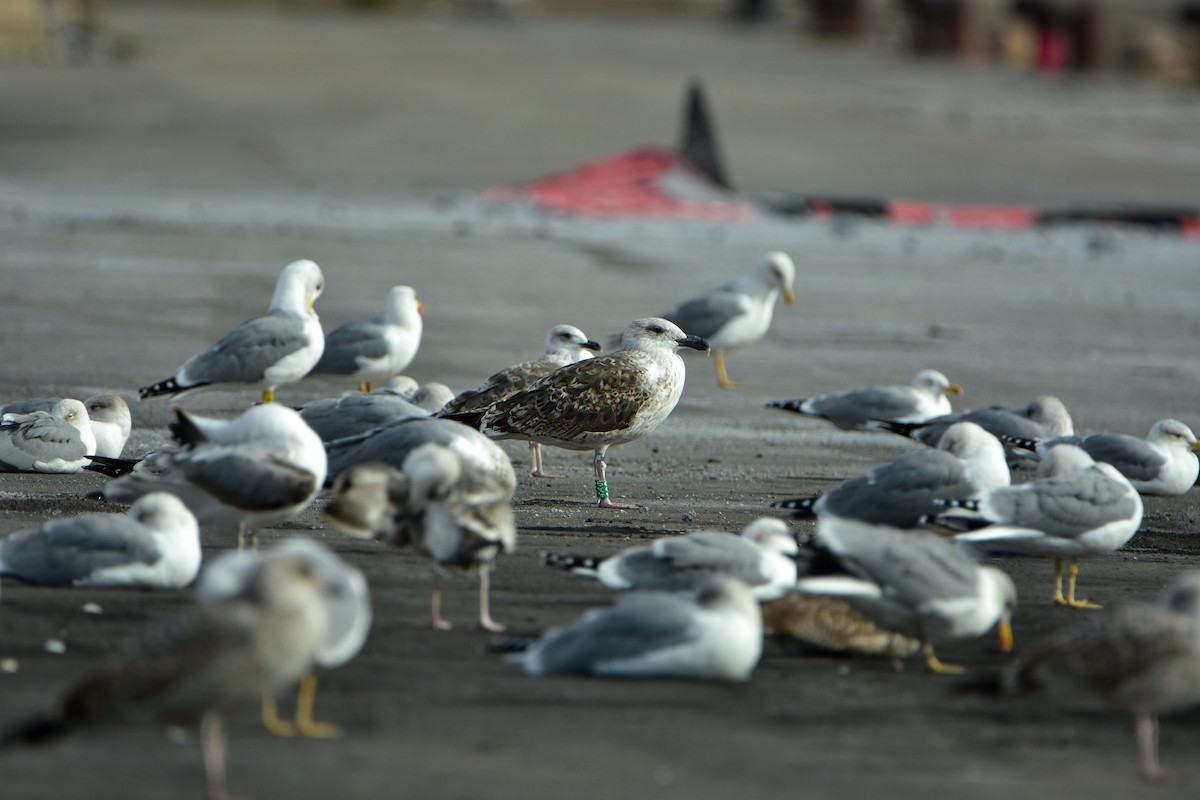 Büyük Kara Sırtlı Martı - ML645277949