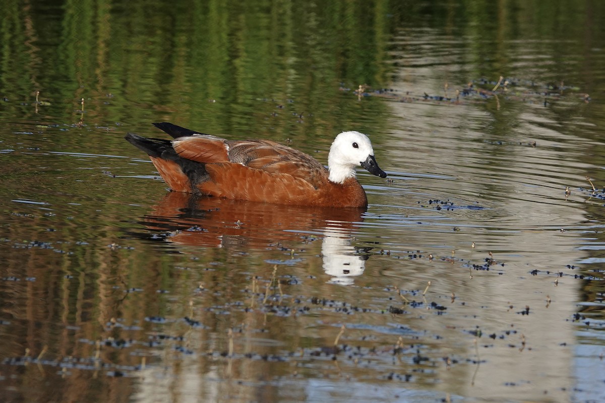Paradise Shelduck - ML645277963