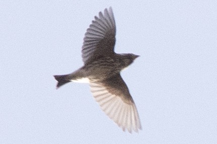 Camachuelo Purpúreo - ML645277979