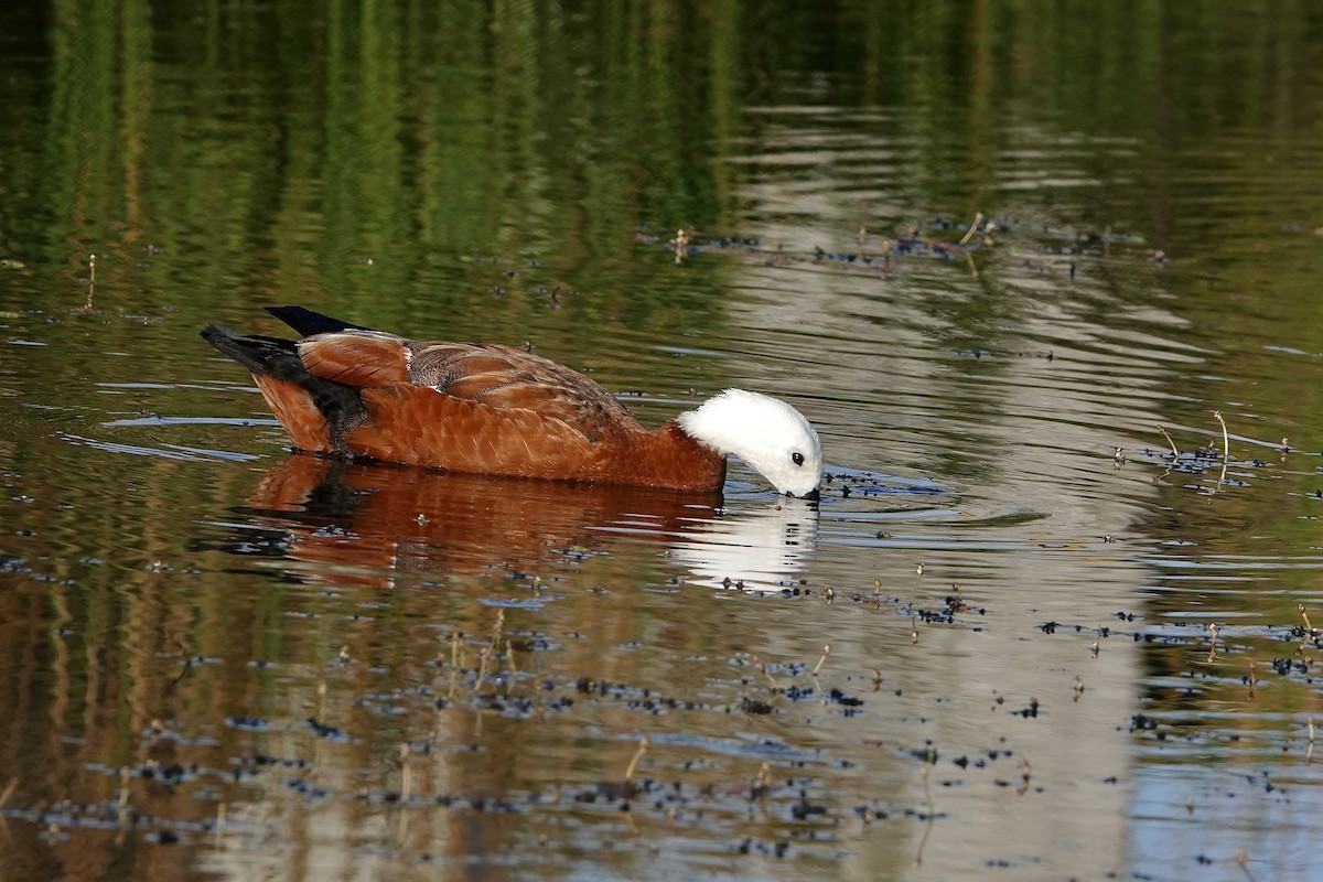 Paradise Shelduck - ML645277980